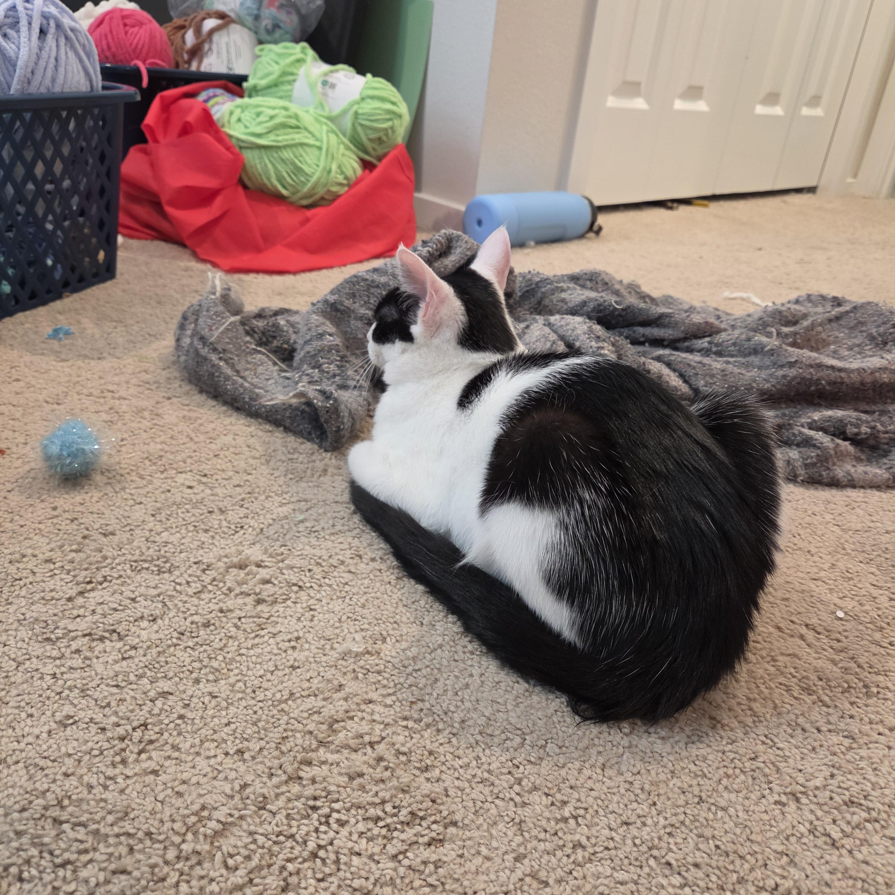 Enlarge Hannah (Hank), a Adoptable Domestic Short Hair in Kennewick, WA image 2/5