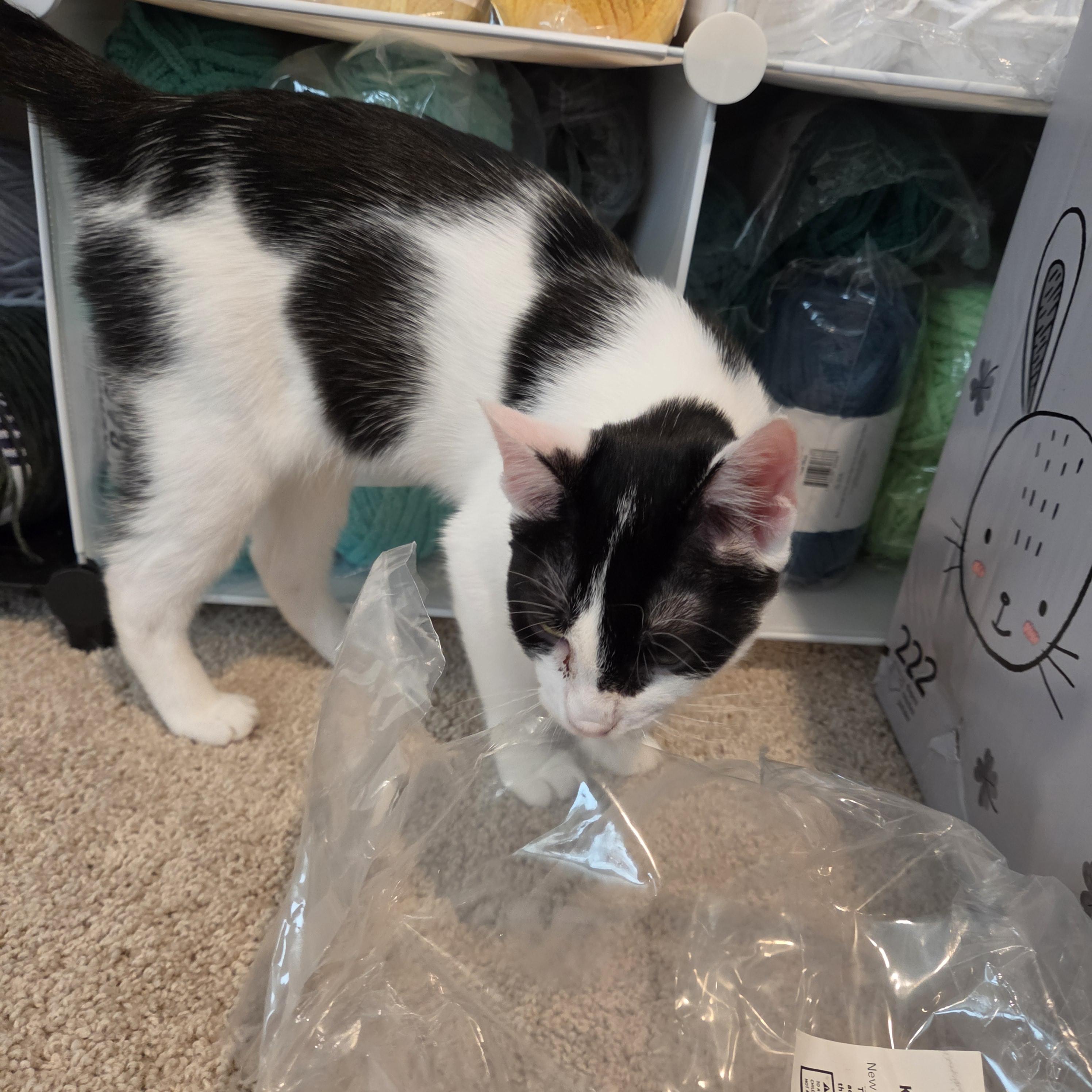 Enlarge Hannah (Hank), a Adoptable Domestic Short Hair in Kennewick, WA image 3/5