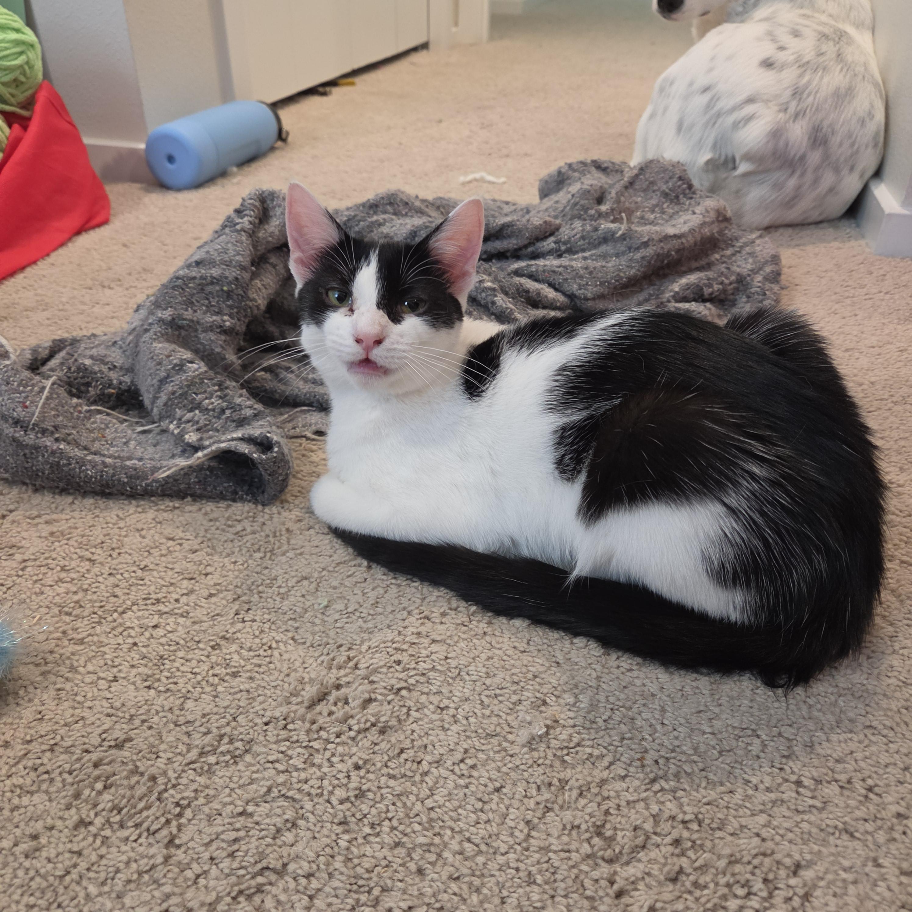 Enlarge Hannah (Hank), a Adoptable Domestic Short Hair in Kennewick, WA image 4/5