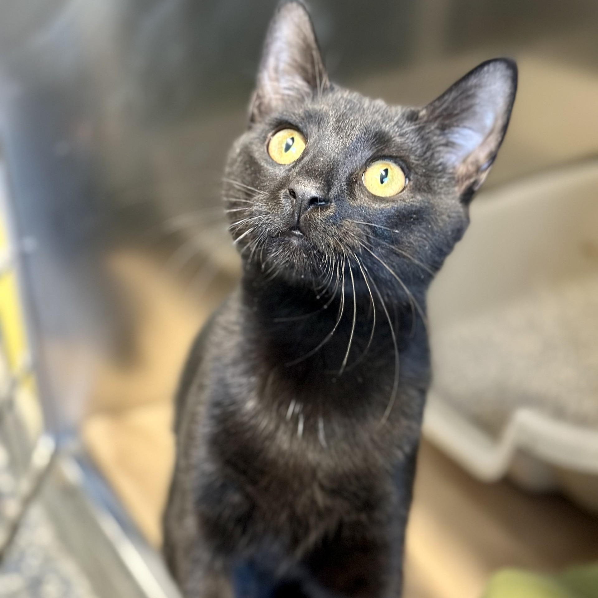 Lima Bean, Adoptable, Young Male Domestic Short Hair.