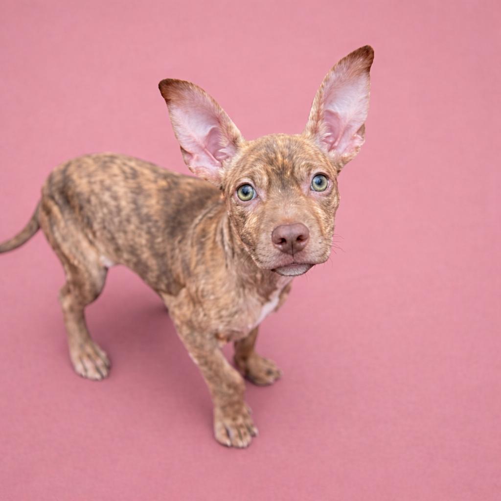 Clara — thumbnail 2