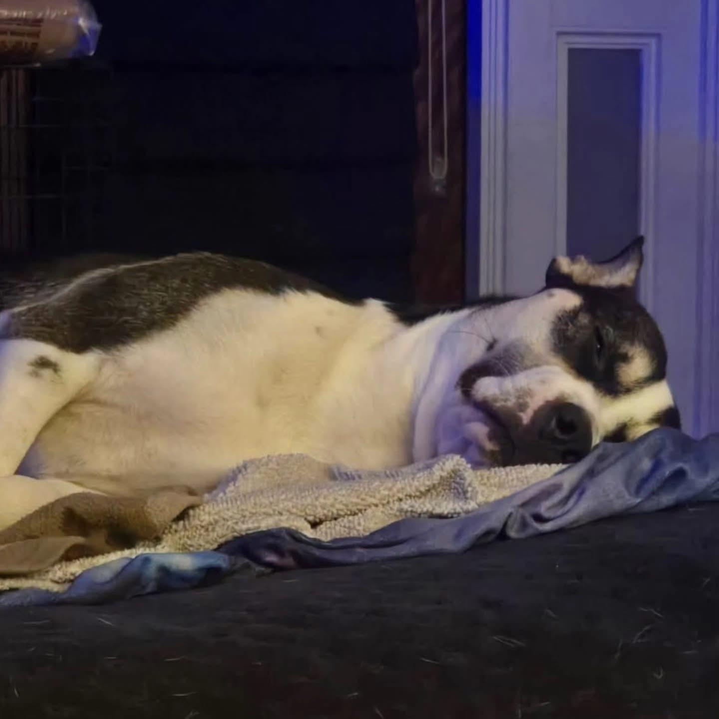 Charlie , ADOPTABLE, Young Female Siberian Husky.