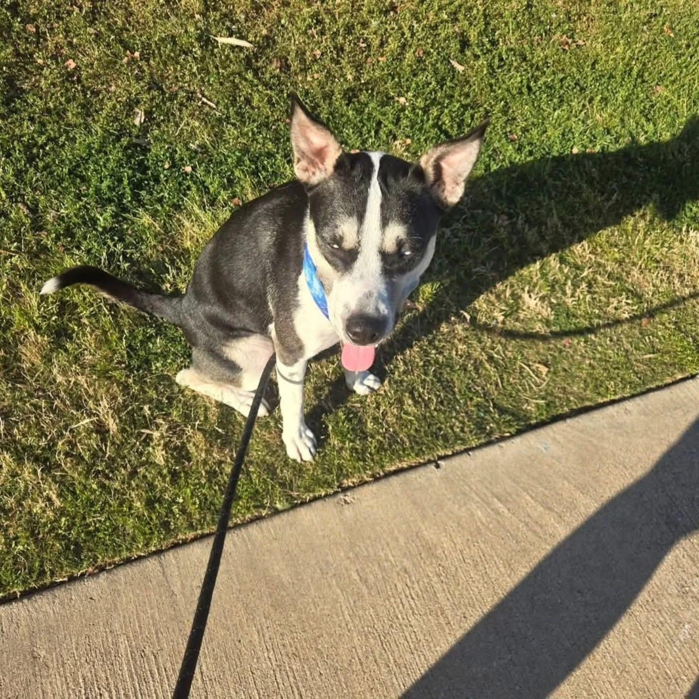 Enlarge Charlie , a ADOPTABLE mixed breed in Whitestone, NY image 4/5