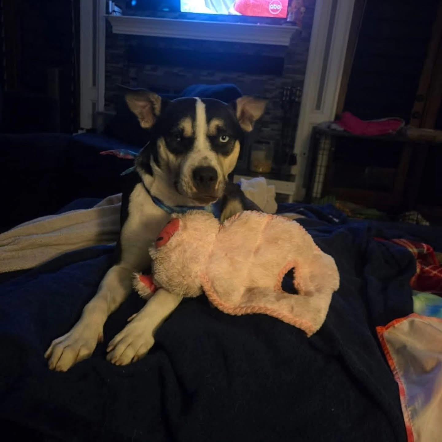 Enlarge Charlie , a ADOPTABLE mixed breed in Whitestone, NY image 2/5