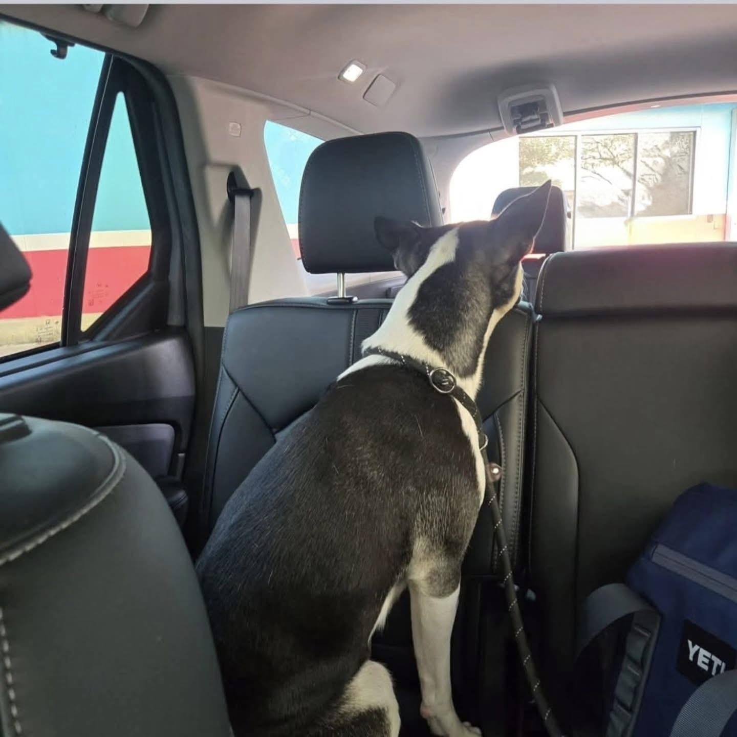 Enlarge Charlie , a ADOPTABLE mixed breed in Whitestone, NY image 3/5