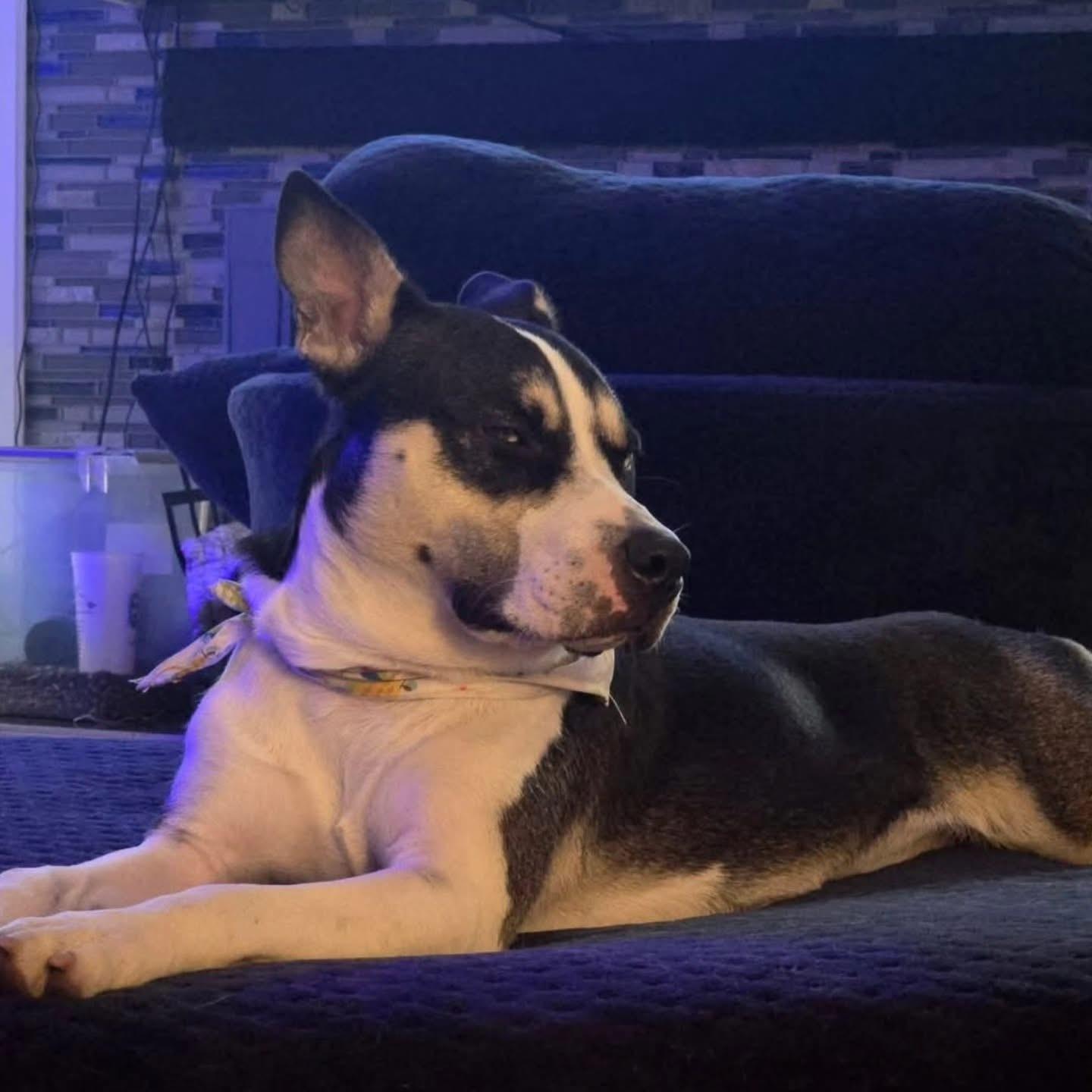 Enlarge Charlie , a ADOPTABLE mixed breed in Whitestone, NY image 5/5