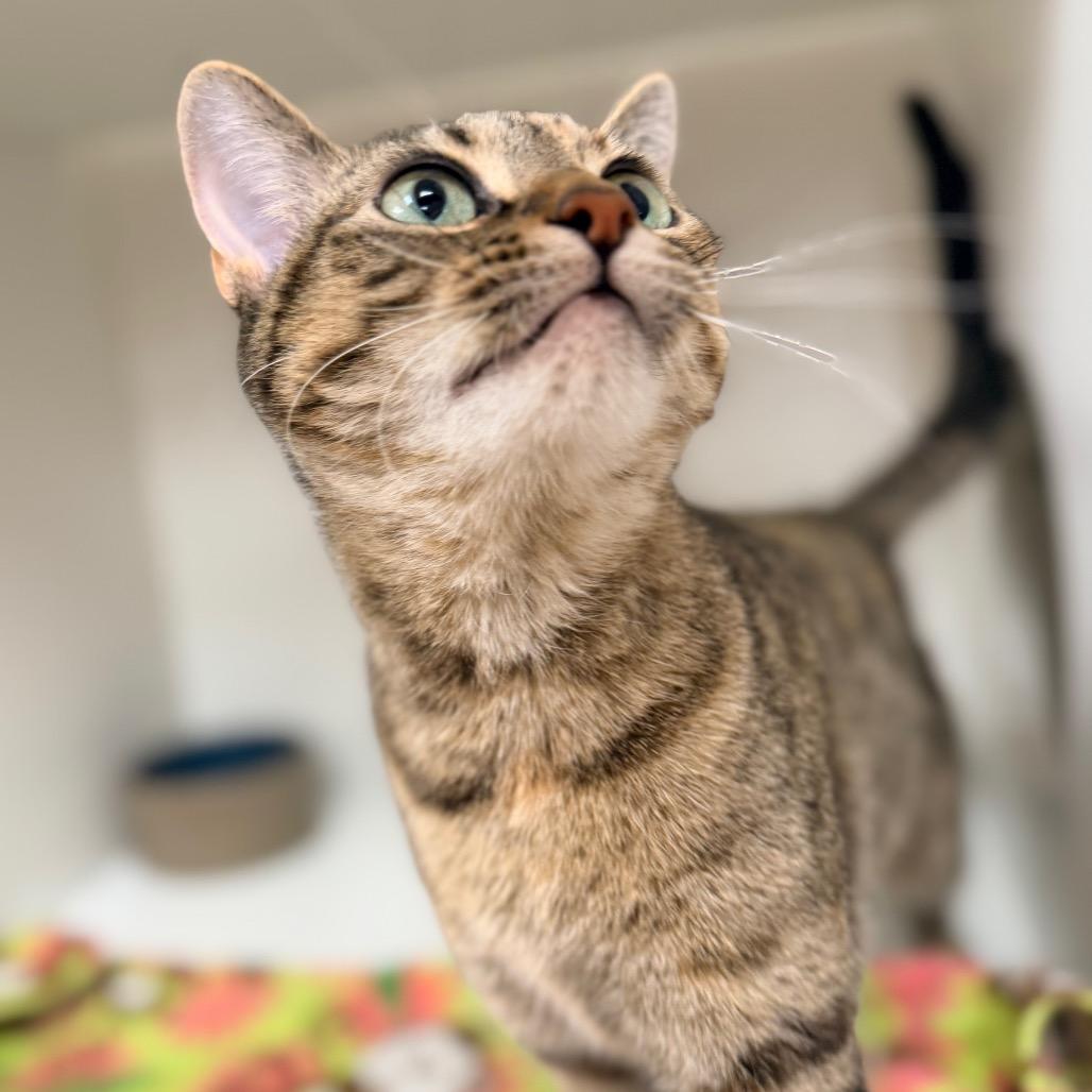 Catalina, Adoptable, Adult Female Domestic Short Hair.