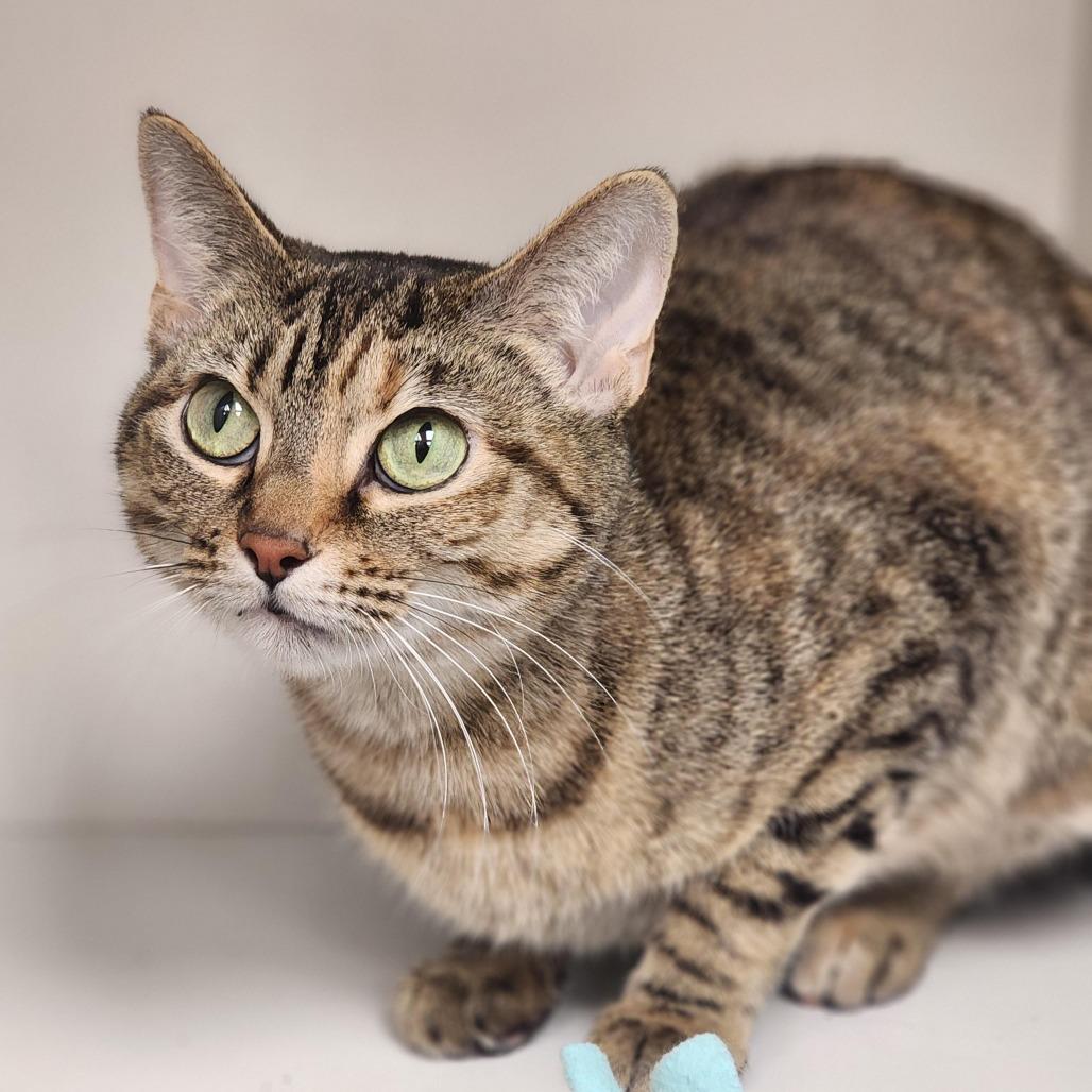 Catalina, Adoptable, Adult Female Domestic Short Hair.