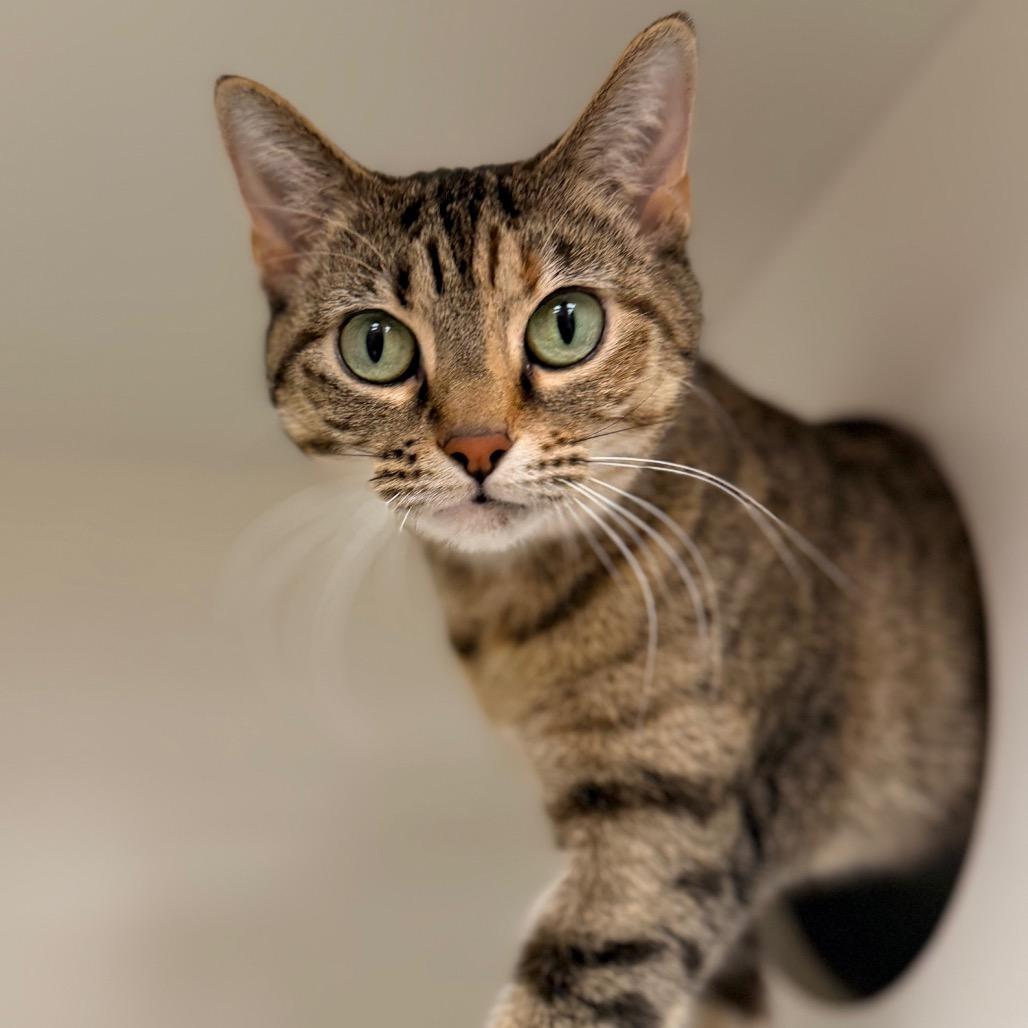 Enlarge Catalina, a Adoptable Domestic Short Hair in Champaign, IL image 3/4