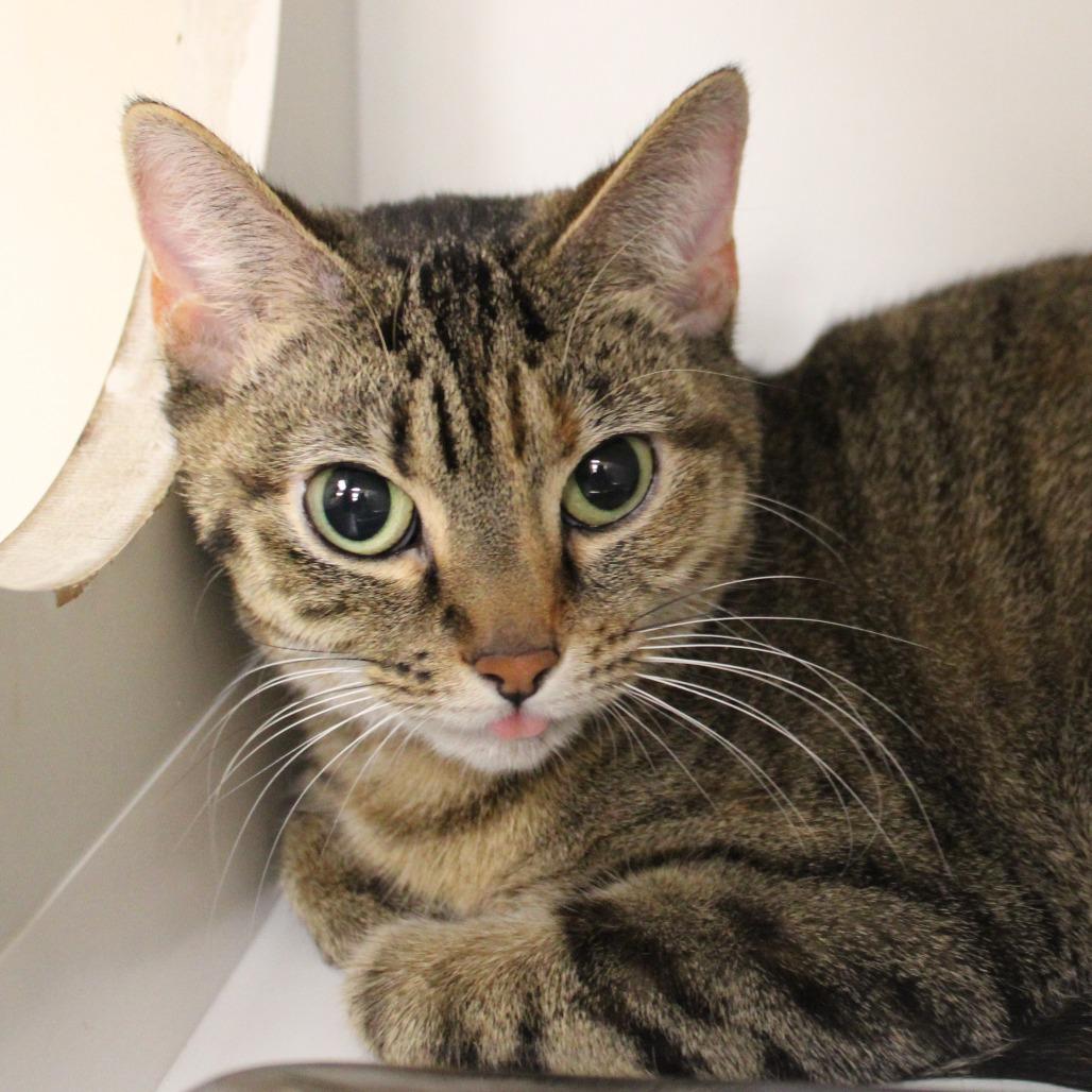 Enlarge Catalina, a Adoptable Domestic Short Hair in Champaign, IL image 1/3