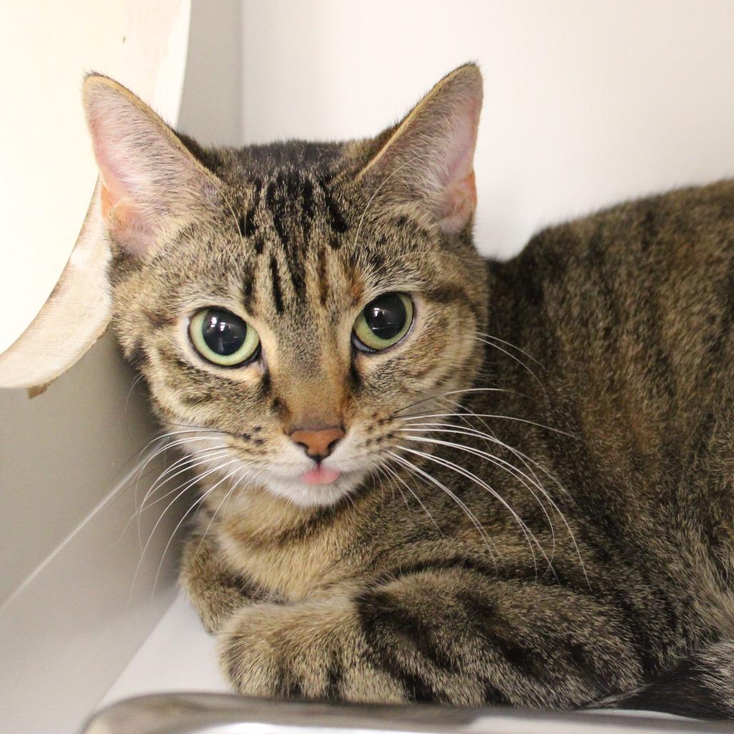 Enlarge Catalina, a Adoptable Domestic Short Hair in Champaign, IL image 2/3