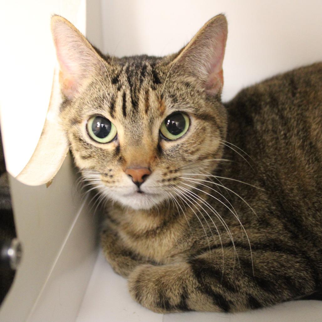 Enlarge Catalina, a Adoptable Domestic Short Hair in Champaign, IL image 3/3