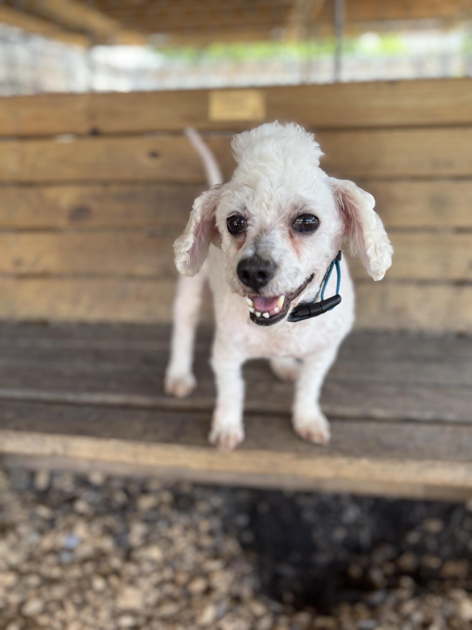 Weiss, a ADOPTABLE Poodle in Plano, TX image 5/6