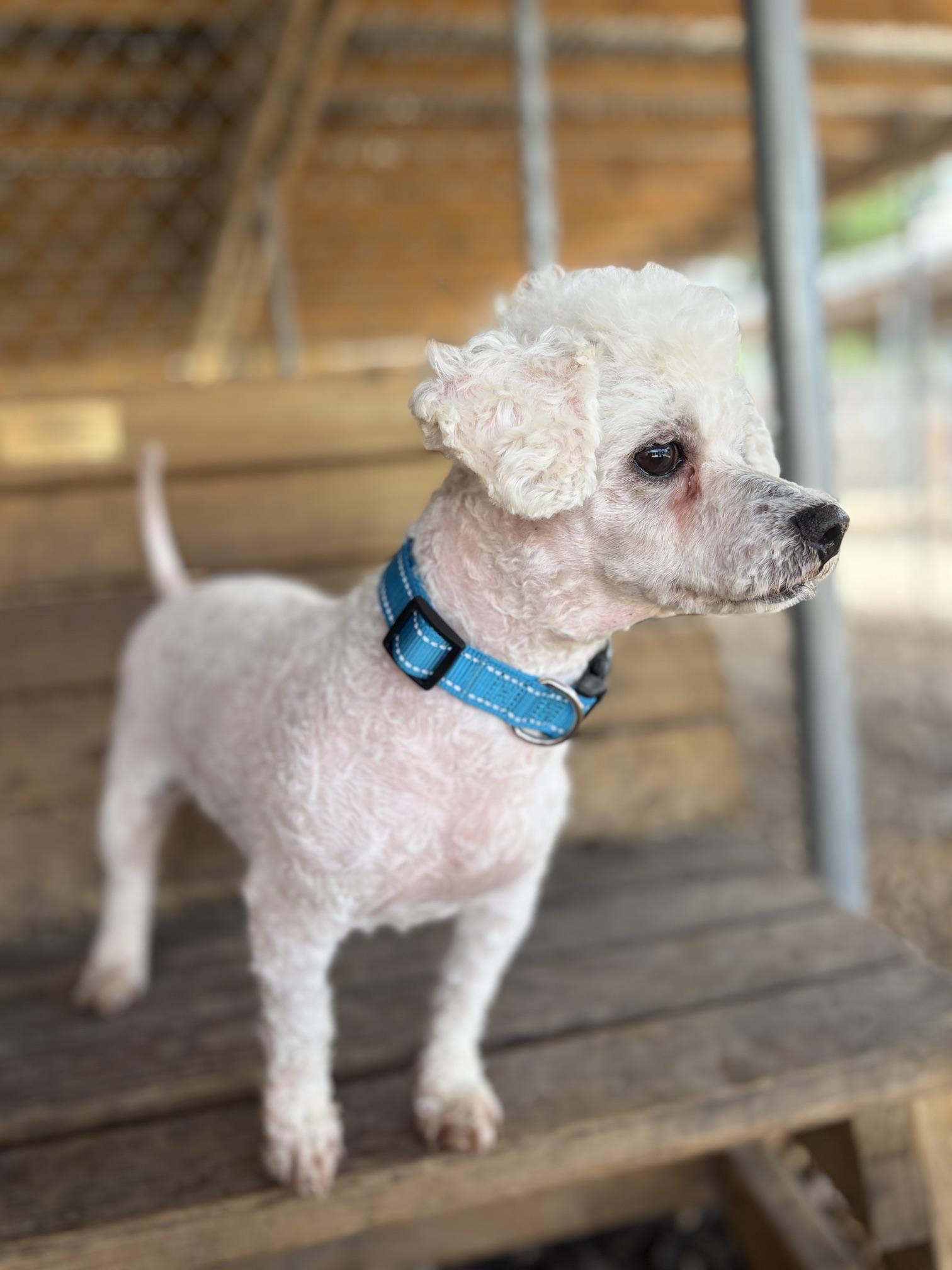 Weiss, a ADOPTABLE Poodle in Plano, TX image 4/6