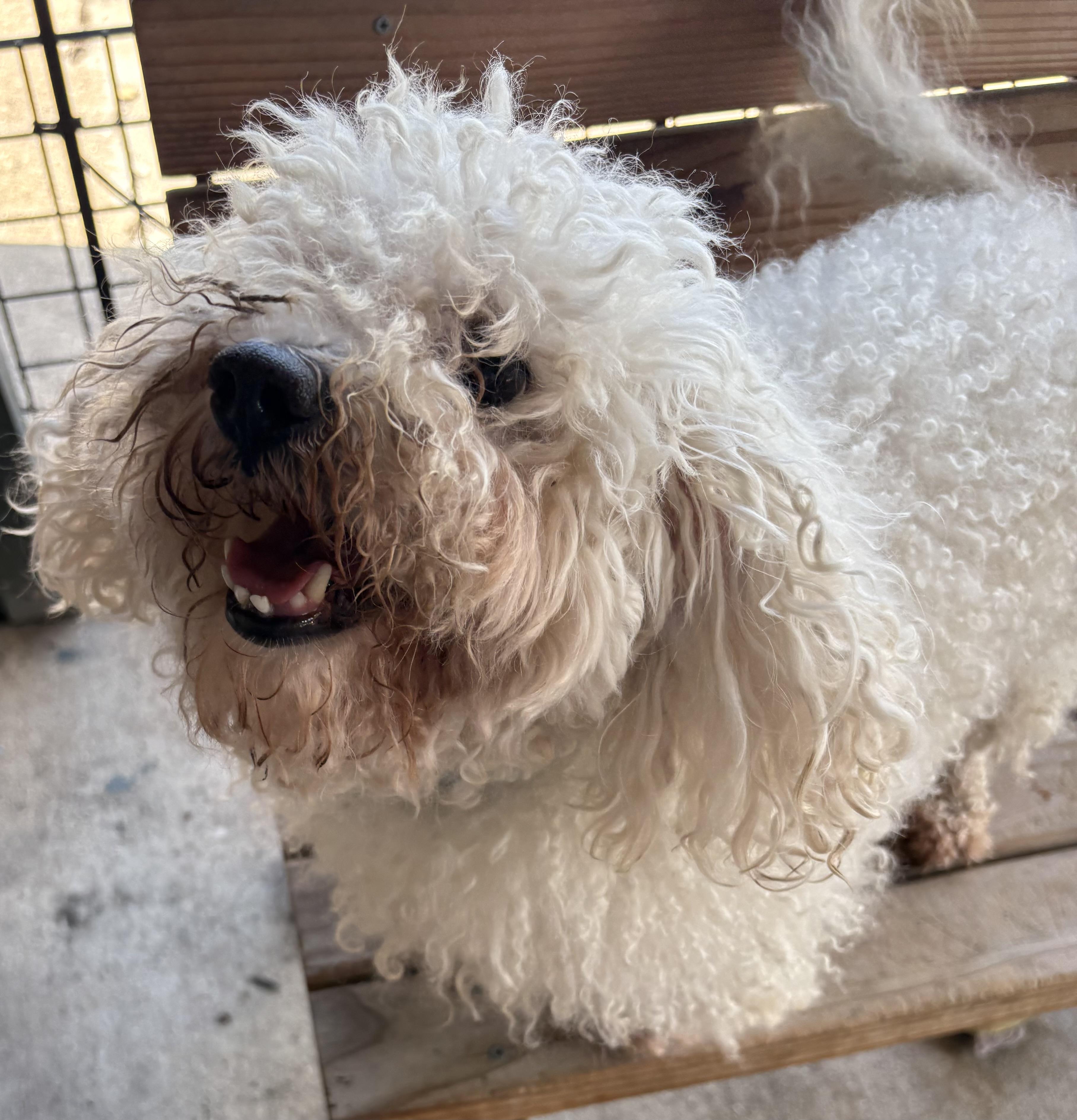 Weiss, a ADOPTABLE Poodle in Plano, TX image 1/6