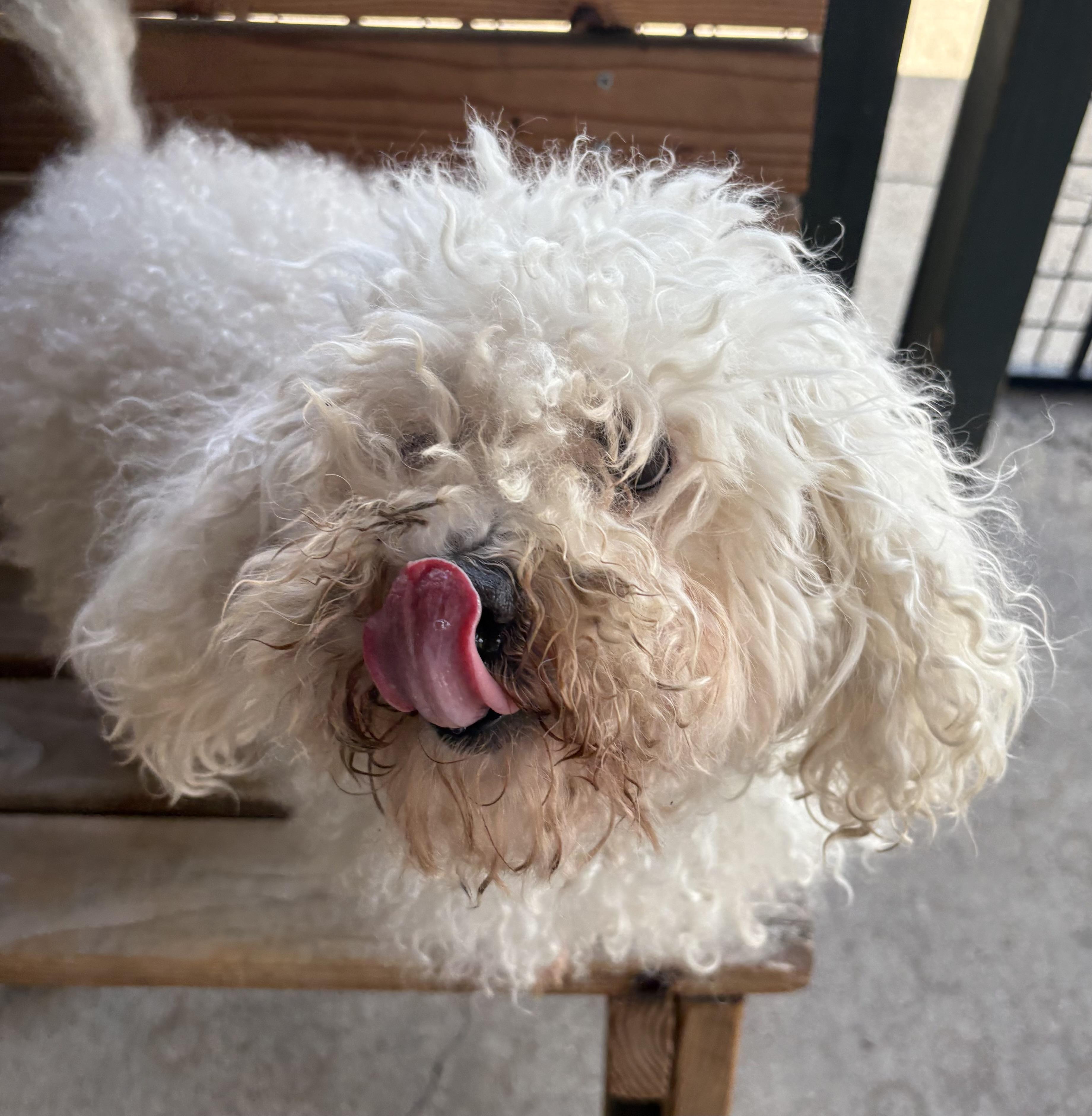 Weiss, a ADOPTABLE Poodle in Plano, TX image 3/6