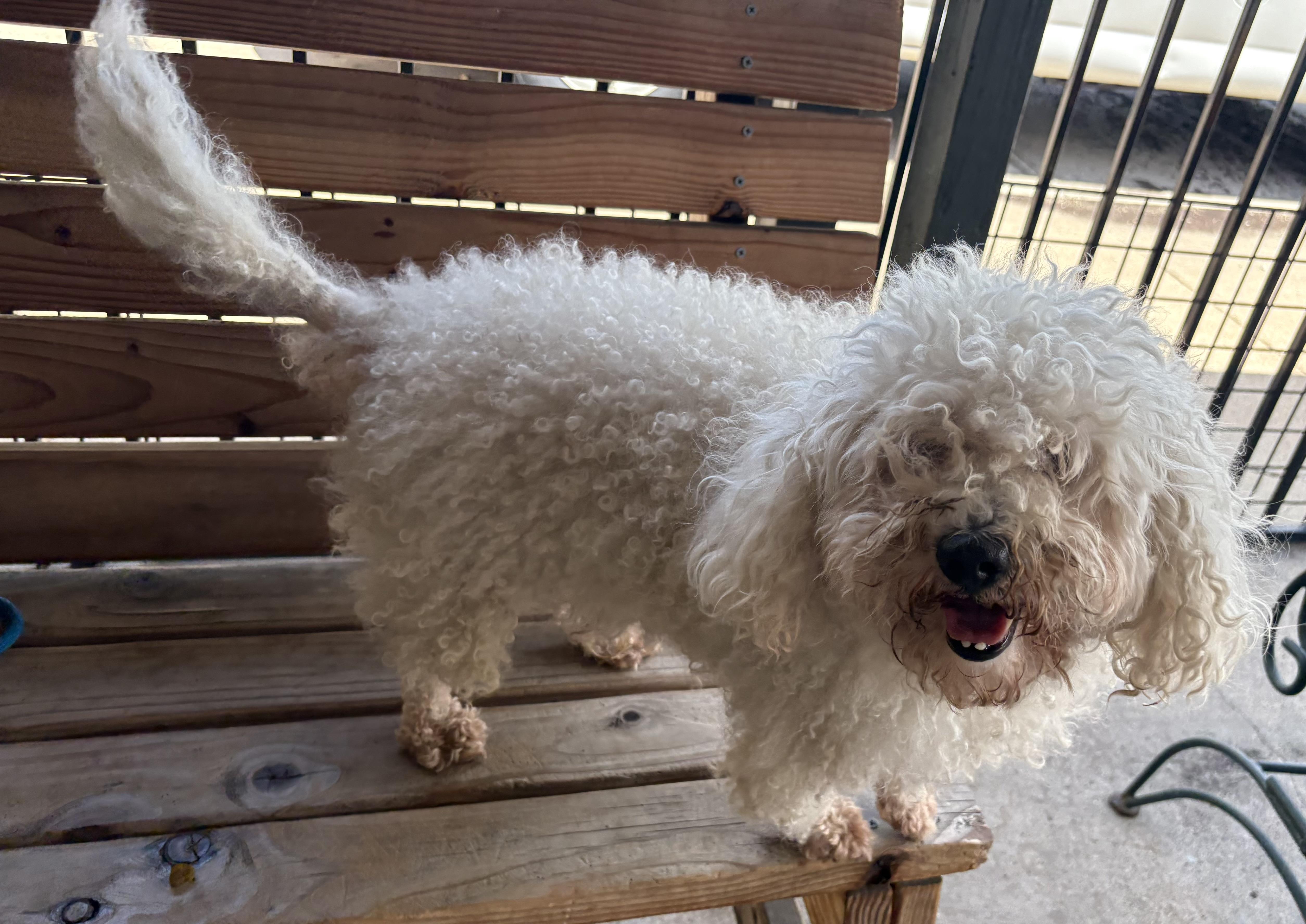 Weiss, a ADOPTABLE Poodle in Plano, TX image 2/6