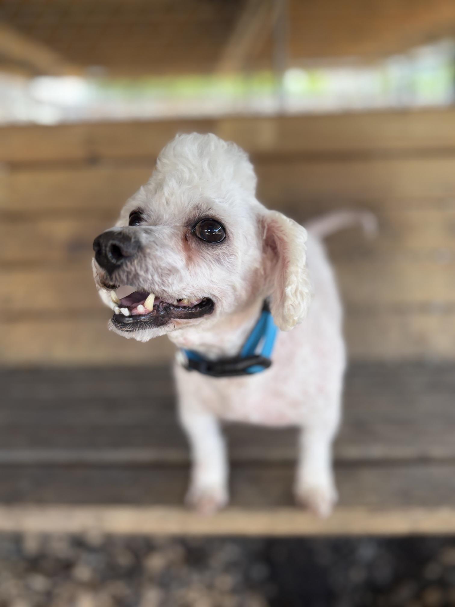 Weiss, a ADOPTABLE Poodle in Plano, TX image 6/6