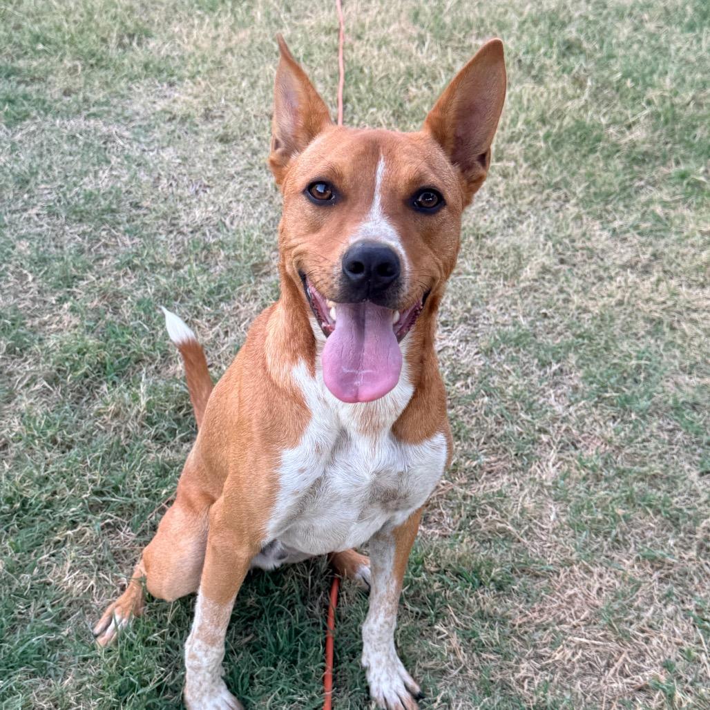 Enlarge Dougal (Snoop), a Adopted mixed breed in Sacramento, CA image 5/6