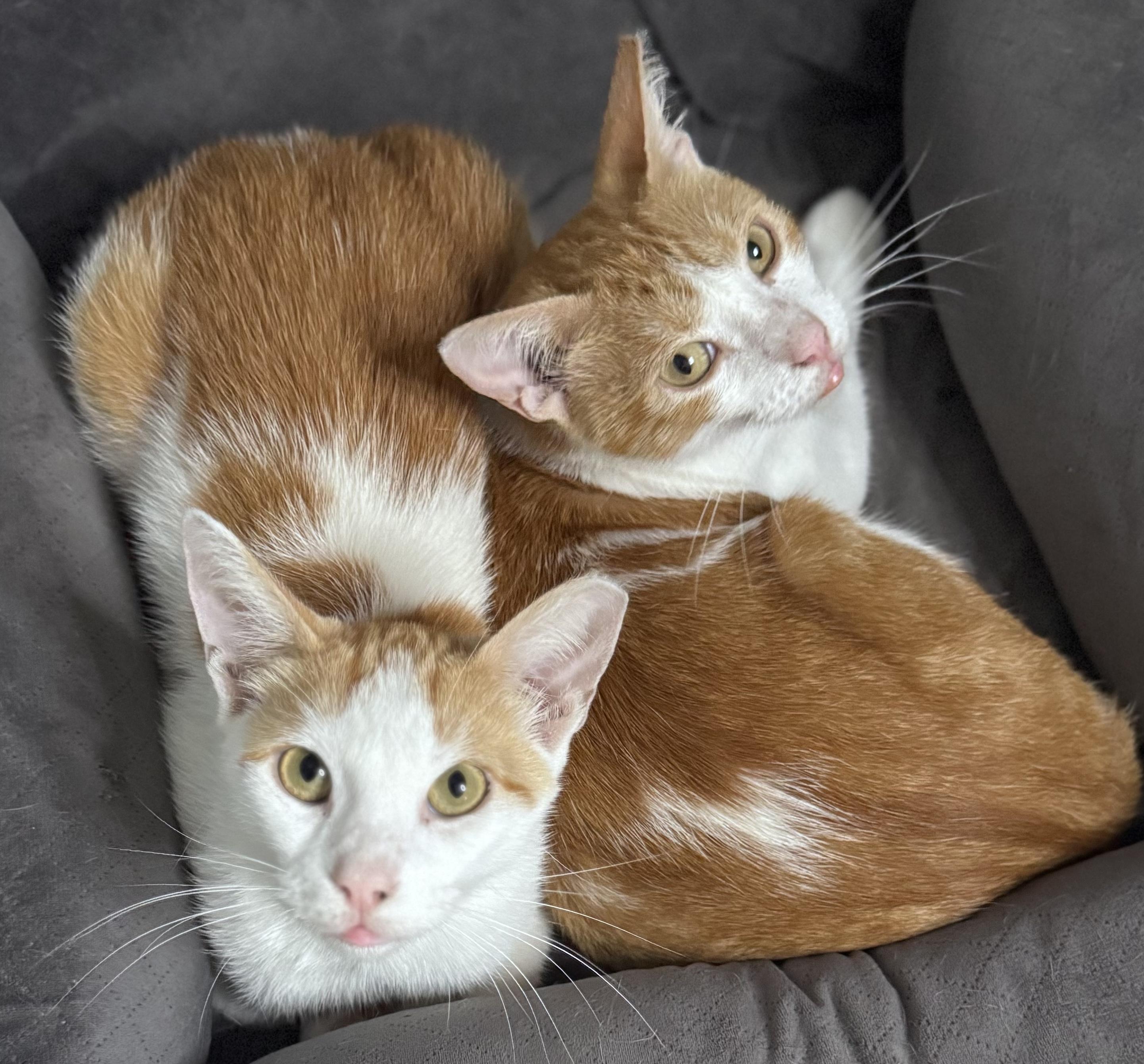 Butterscotch and Creamsicle, Young Male Domestic Short Hair