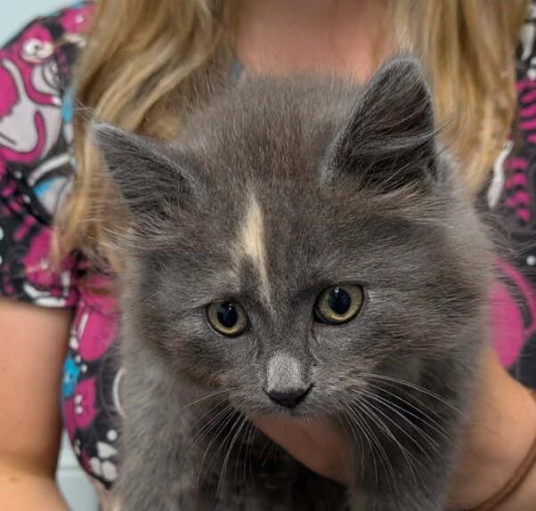 Tails, Adopted, Kitten Female Domestic Long Hair.