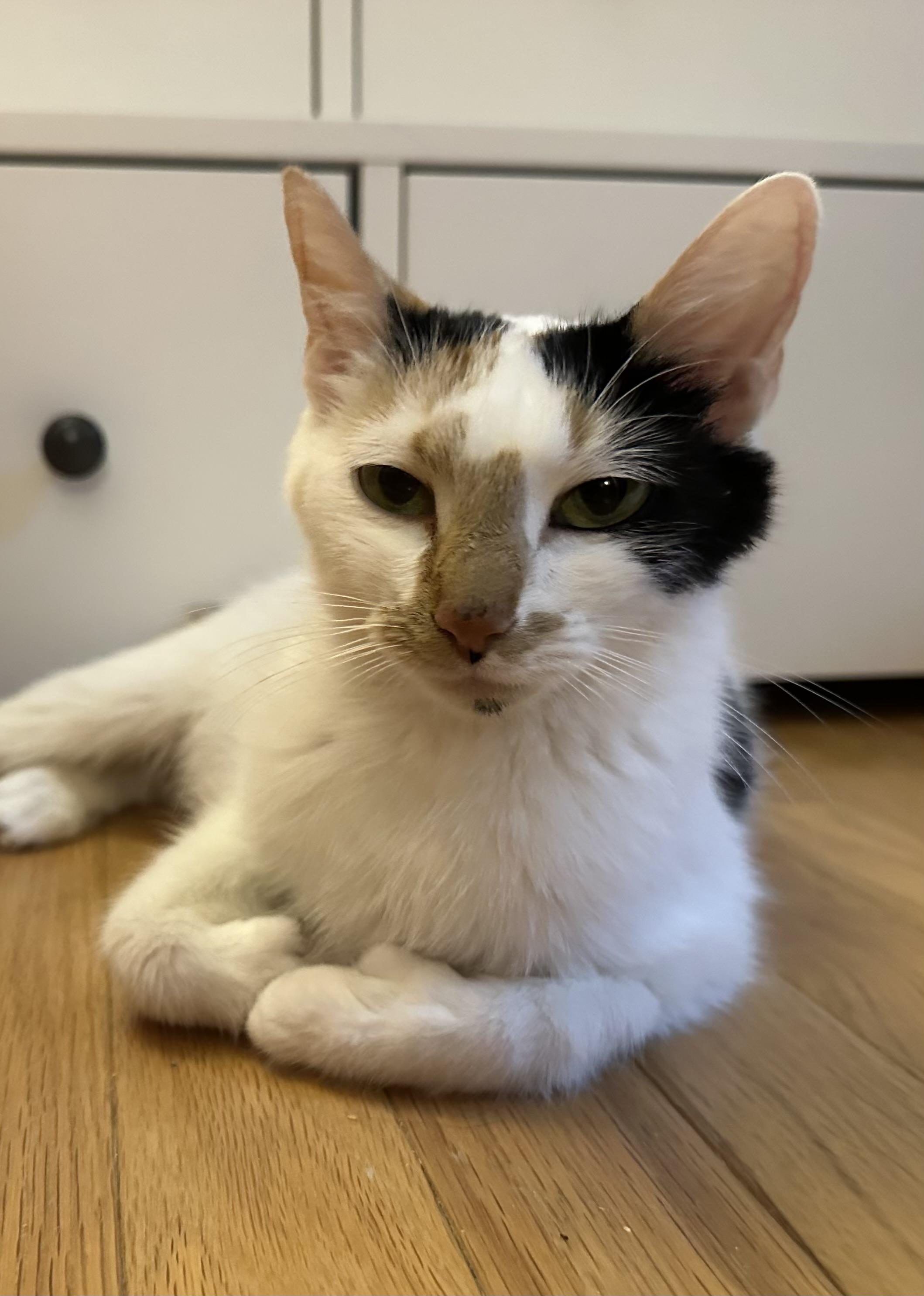 Callie, Adoptable, Adult Female Calico.