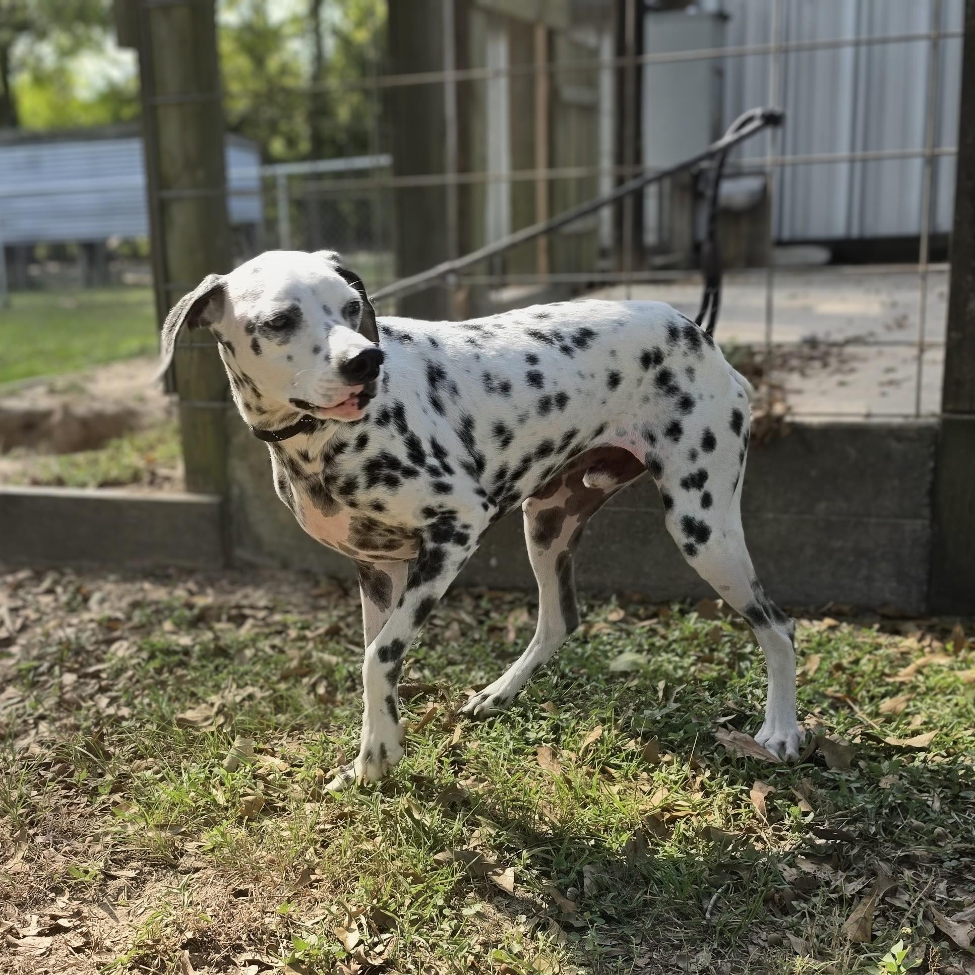 Enlarge Blaze, a Adoptable Dalmatian in Raleigh, NC image 4/6