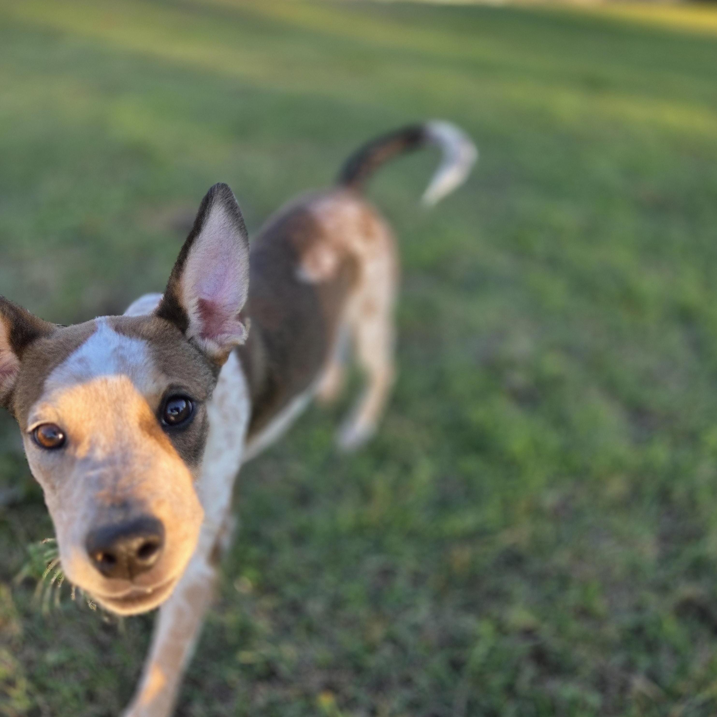 Willow, ADOPTABLE, Young Female Australian Cattle Dog / Blue Heeler & Pit Bull Terrier.