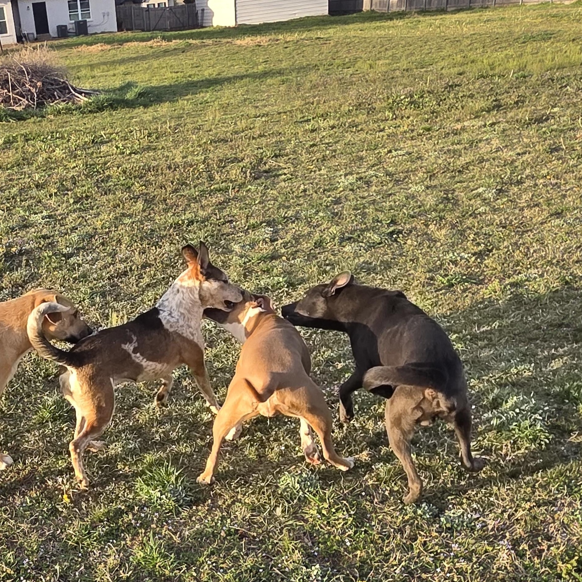 Enlarge Willow, a Adopted mixed breed in Owasso, OK image 4/4