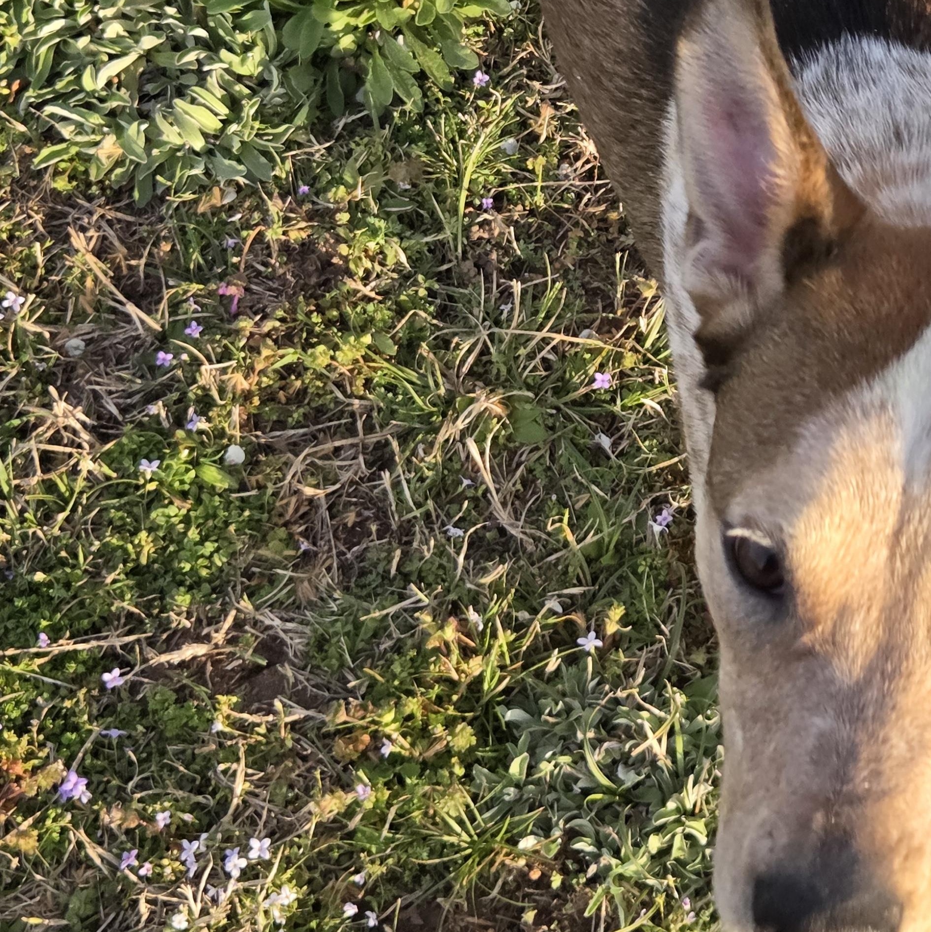 Enlarge Willow, a Adopted mixed breed in Owasso, OK image 3/4