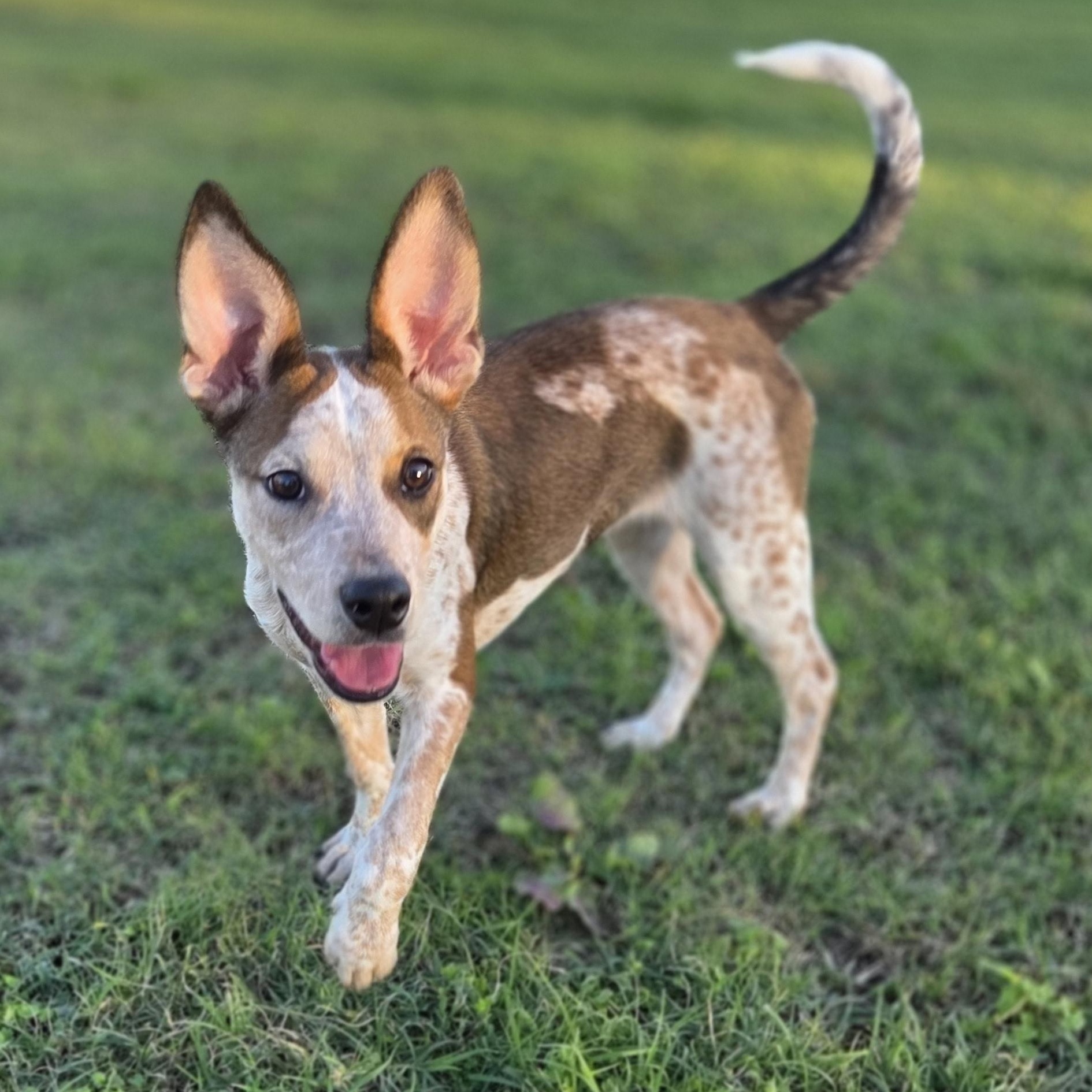 Willow, Adopted, Young Female Australian Cattle Dog / Blue Heeler & Pit Bull Terrier.