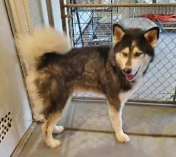 Enlarge Buddy, a other mixed breed in Greeley, CO image 2/3