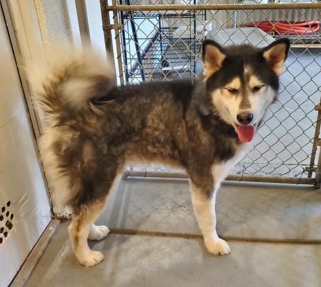 Enlarge Buddy, a other mixed breed in Greeley, CO image 3/3