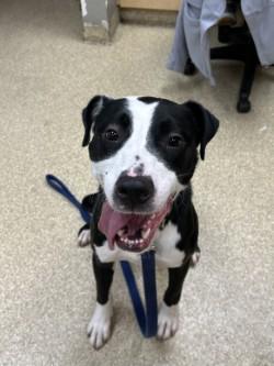 Lincoln, Adoptable, Adult Male Mixed Breed & Mixed Breed.