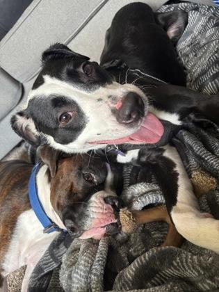 Lincoln, a Adoptable Mixed Breed in Munster, IN image 2/3