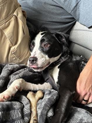 Lincoln, a Adoptable Mixed Breed in Munster, IN image 3/3