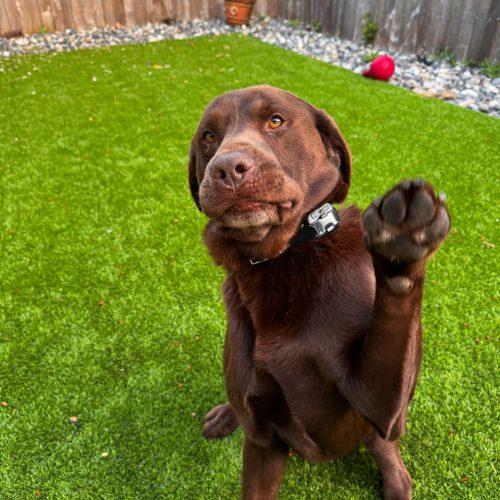 Karmy, a Adoptable mixed breed in Vancouver, WA image 1/4
