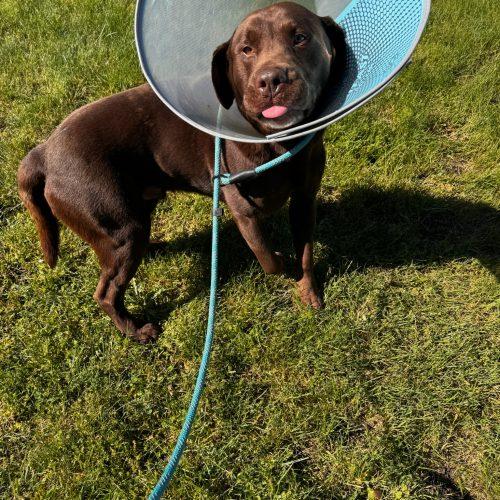 Karmy, a Adoptable mixed breed in Vancouver, WA image 2/4