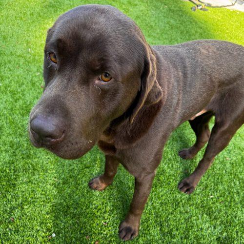 Karmy, a Adoptable mixed breed in Vancouver, WA image 3/4