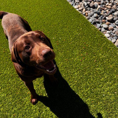 Karmy, a Adoptable mixed breed in Vancouver, WA image 4/4