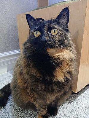 Enlarge Sophie, a Adopted mixed breed in Portland, OR image 1/1