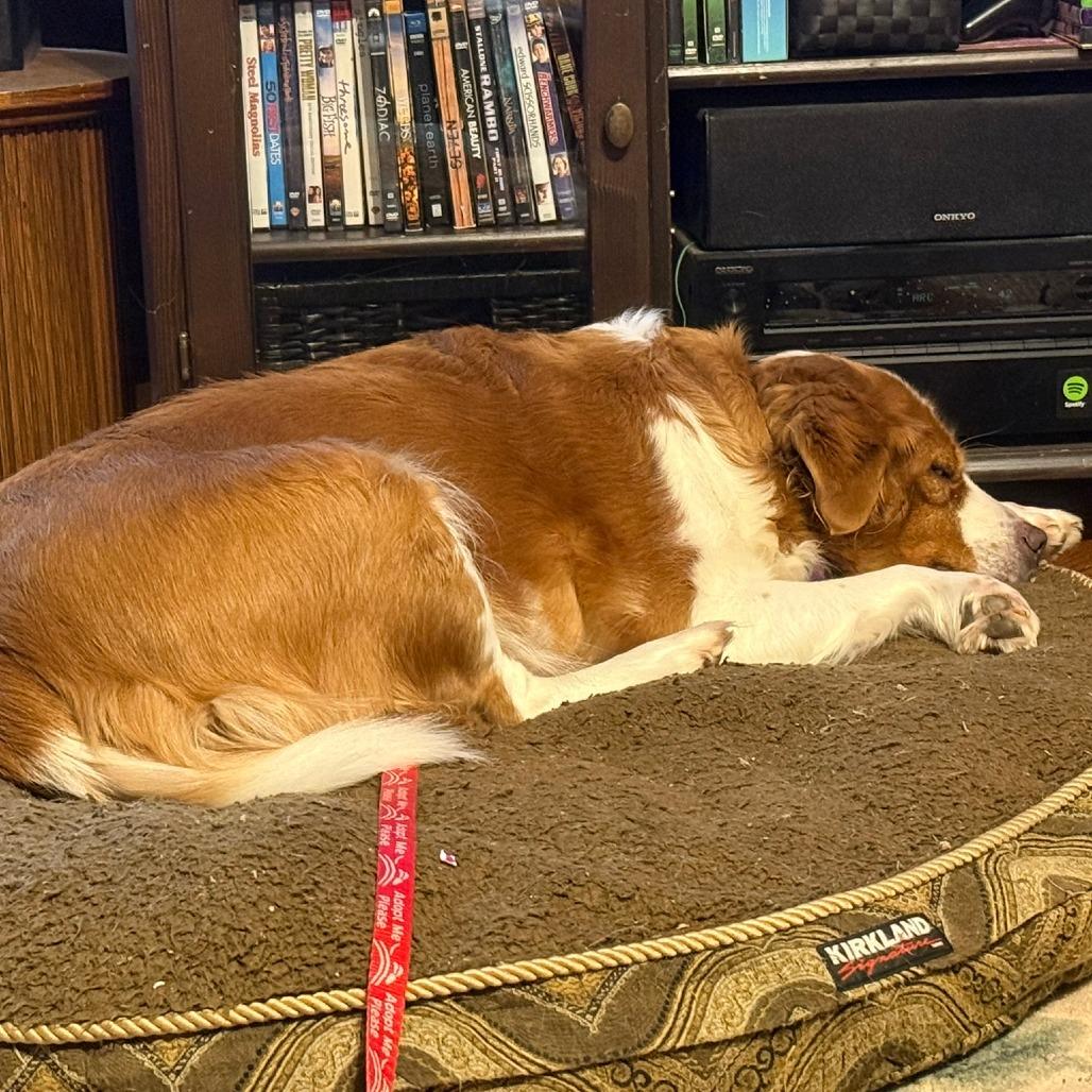 Enlarge Halo, a Adoptable Mixed Breed in Raleigh, NC image 1/3