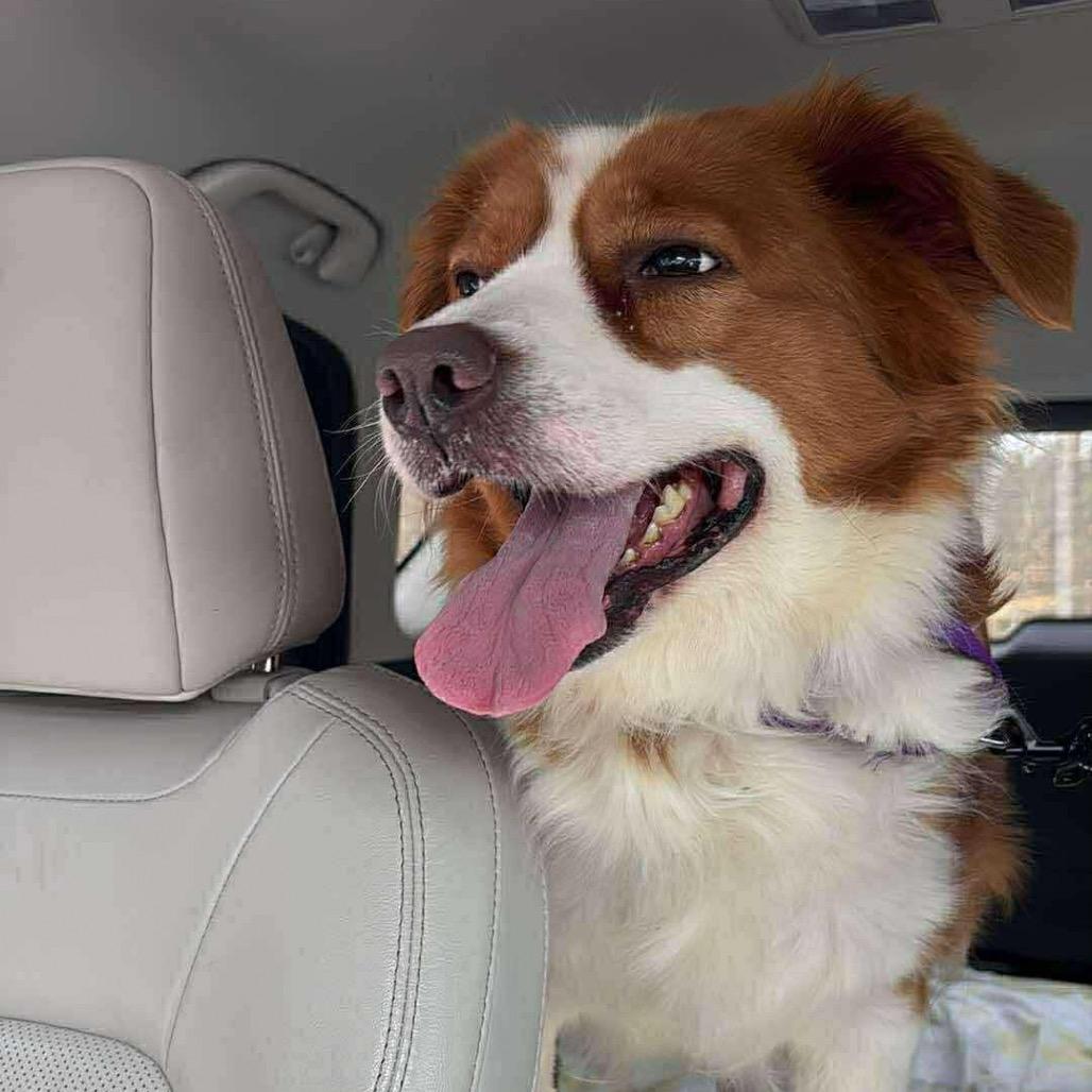 Enlarge Halo, a Adoptable Mixed Breed in Raleigh, NC image 2/3