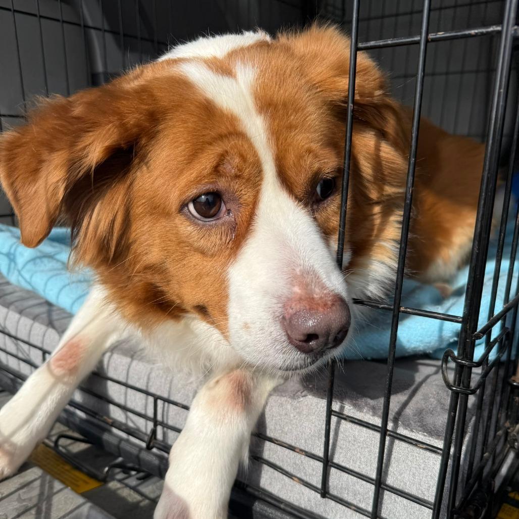 Enlarge Halo, a Adoptable Mixed Breed in Raleigh, NC image 3/3