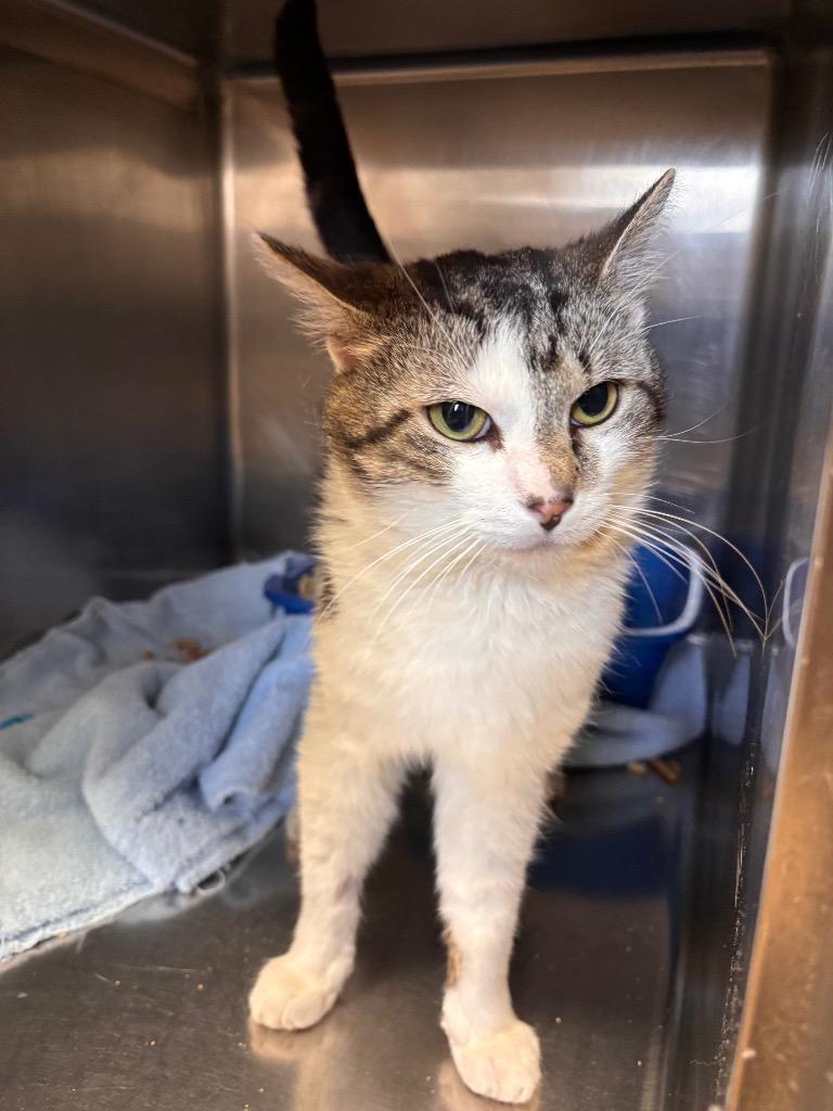 Danger Dave thumbnail 2