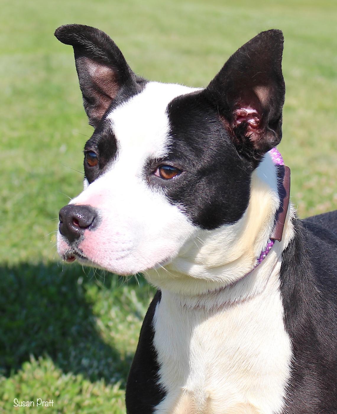 Ant, ADOPTABLE, Young Male Bull Terrier.