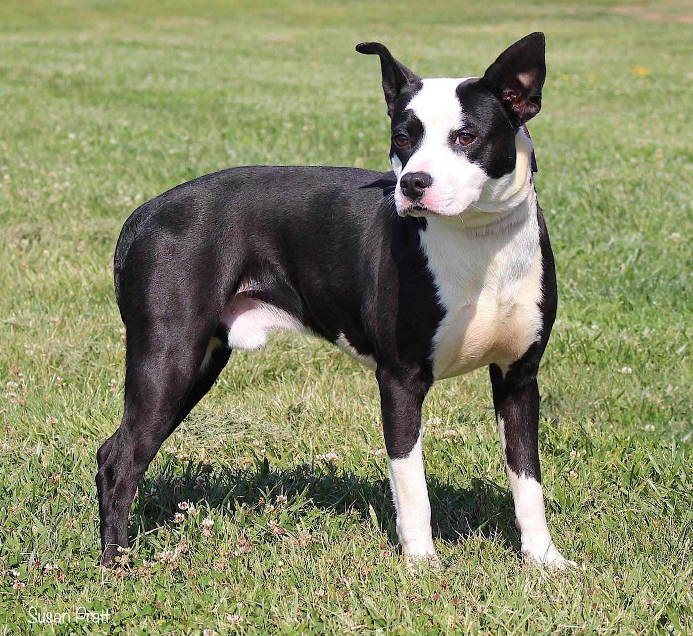 Enlarge Ant, a ADOPTABLE mixed breed in Bedford, VA image 3/3