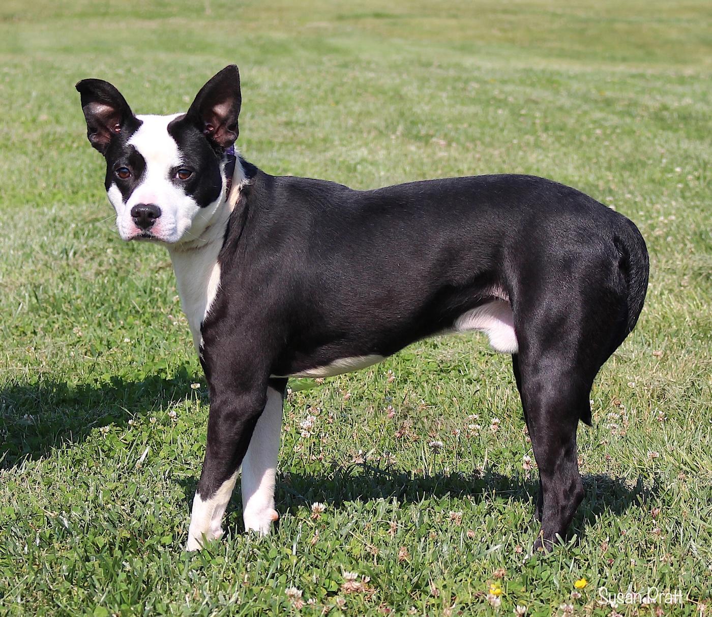 Enlarge Ant, a ADOPTABLE mixed breed in Bedford, VA image 2/3