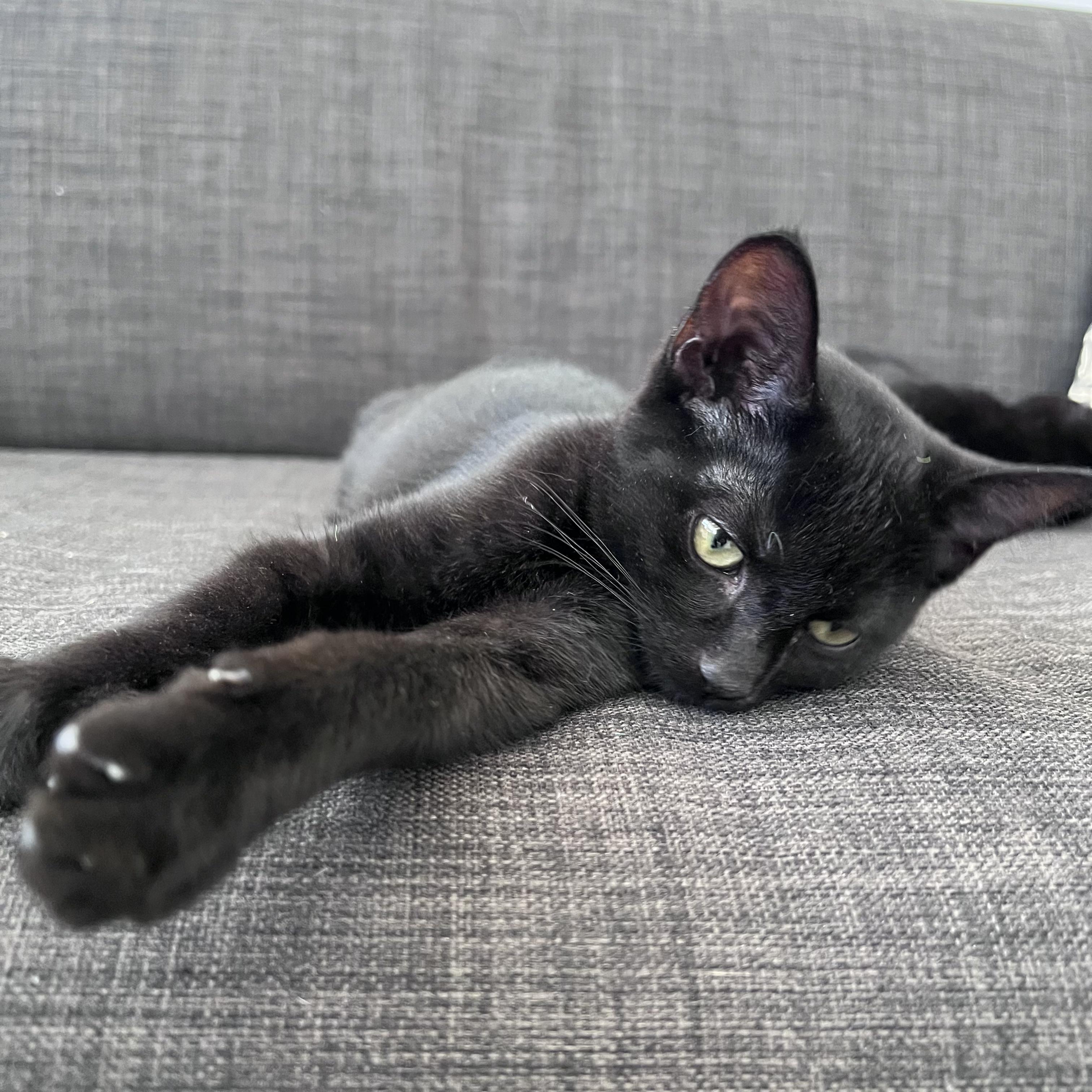 Enlarge Omelette, a ADOPTABLE Domestic Short Hair in Columbus, OH image 2/5