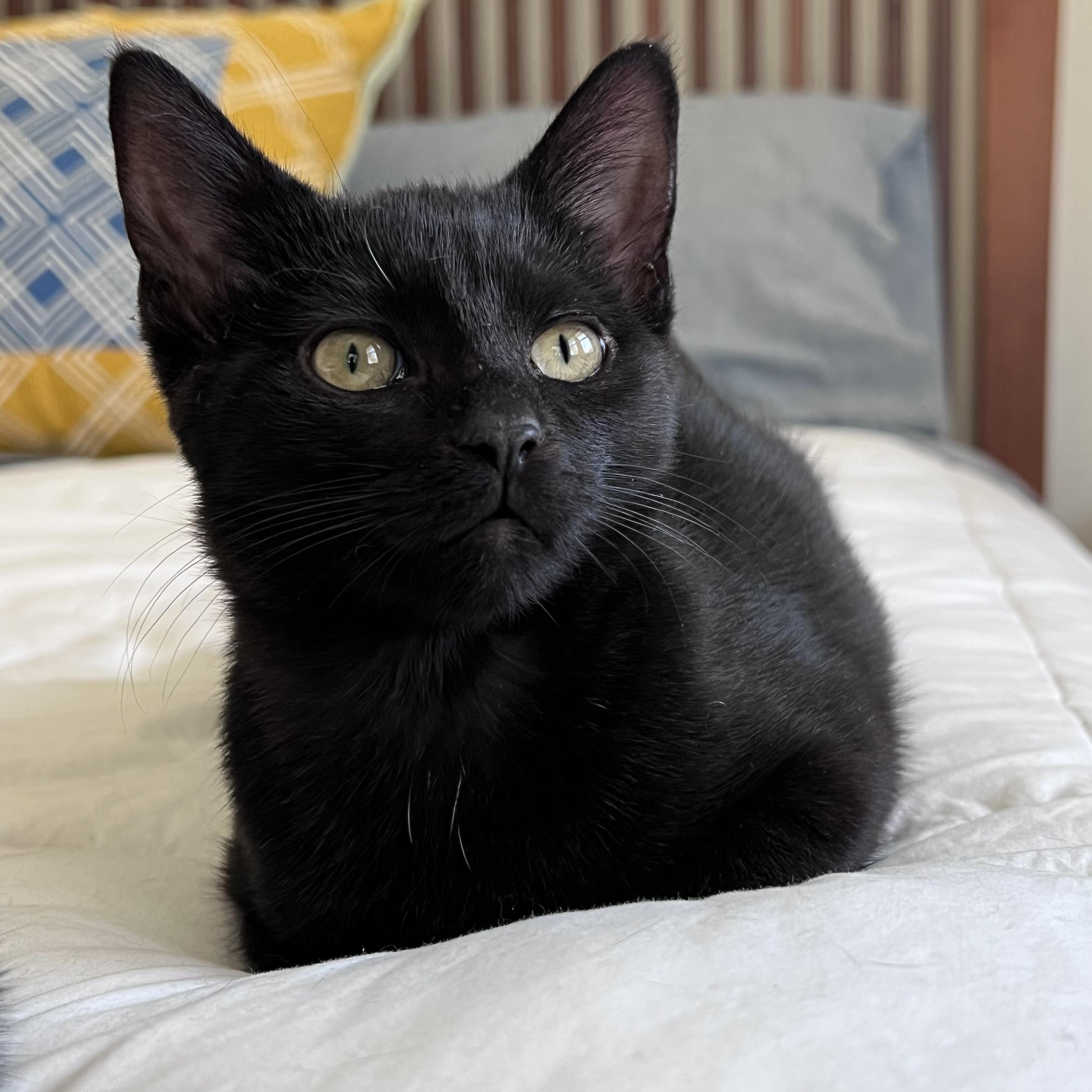 Enlarge Omelette, a ADOPTABLE Domestic Short Hair in Columbus, OH image 1/5